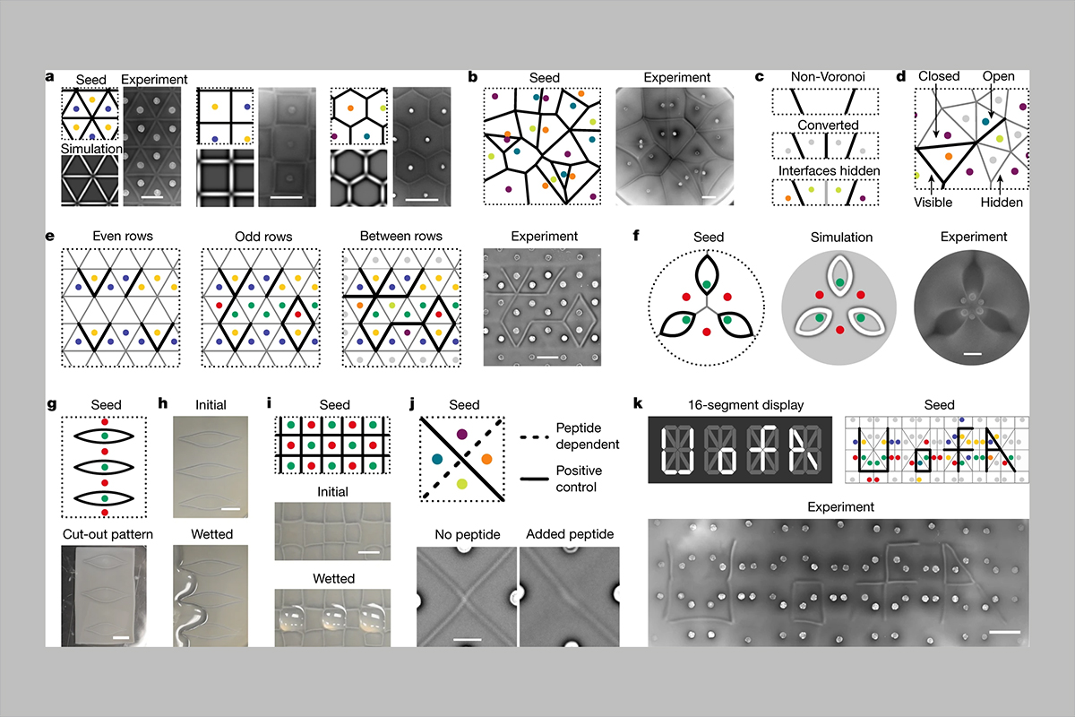 4-bit adhesion logic enables universal multicellular interface ...
