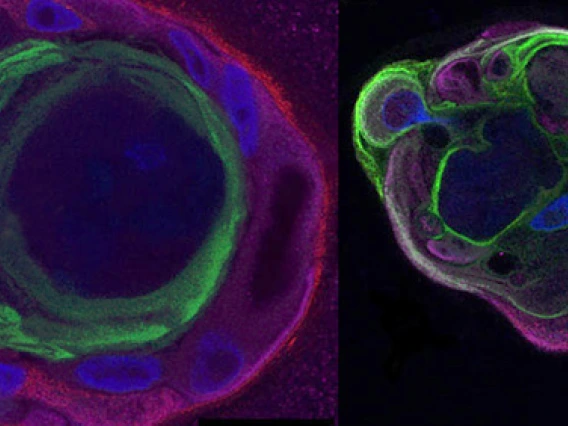 cell sig