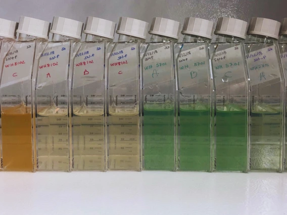 Emily Waggoner's  Synechococcus strains