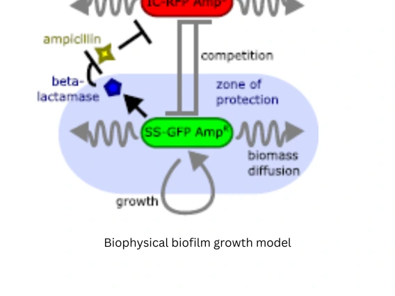 Biophysical biofilm growth model 