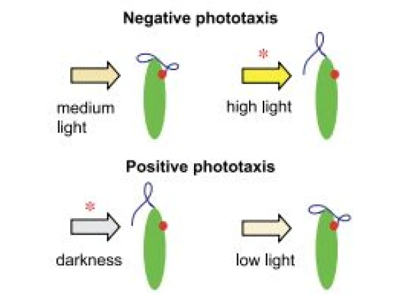 Negative Photaxis