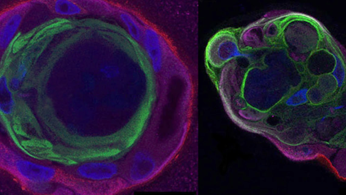 cell sig