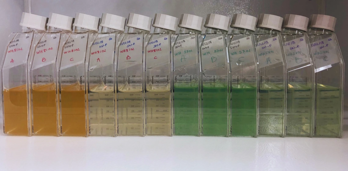 Emily Waggoner's Synechococcus strains