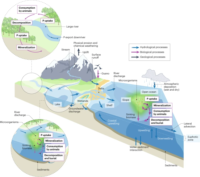 Fig. 1: The global phosphorus cycle.