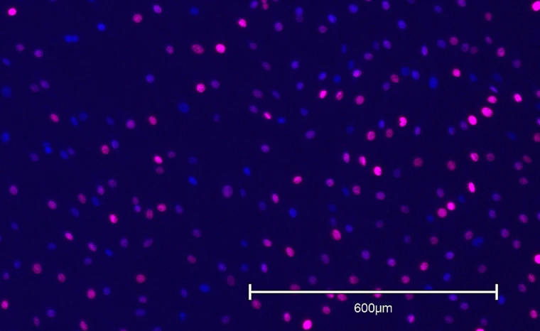 Microscopic image of cells in a dish