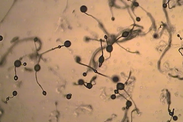 The single-celled model organism Dictyostelium